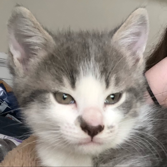 Meet your Posher, Destiny - Picture 1 of 1